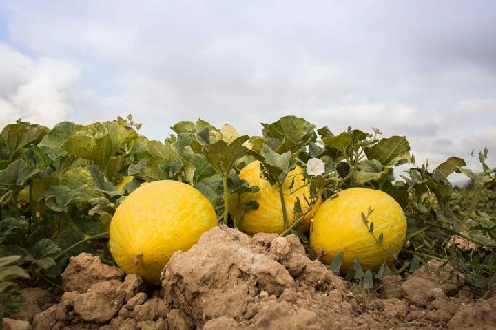 Cada mata puede dar entre dos y tres melones amarillos, menos productivas que la de los verdes.