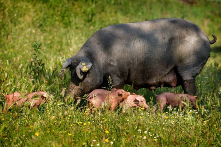 Montanera 'Extrem Puro Extremadura': cerda con crías