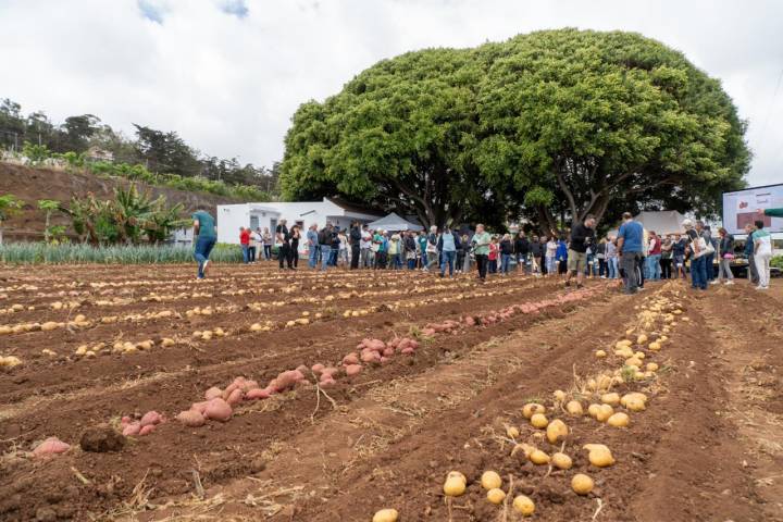 Cultivo de papa en la finca Los Álamos (Tacoronte, Tenerife)