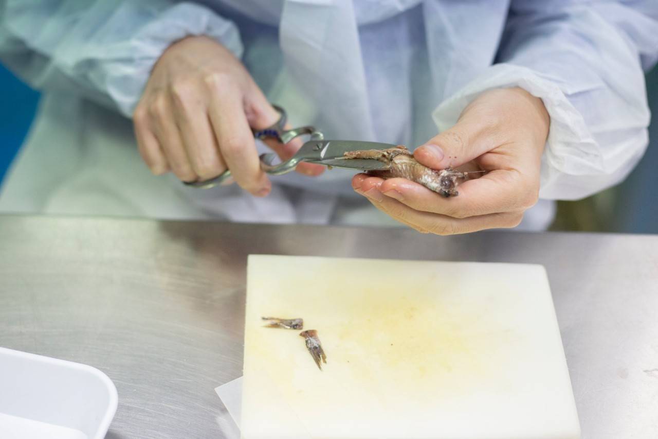 El minucioso arte de limpiar tus propias anchoas