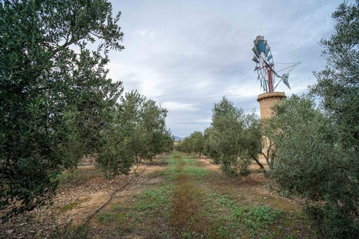 Olivar Sa Cadernera