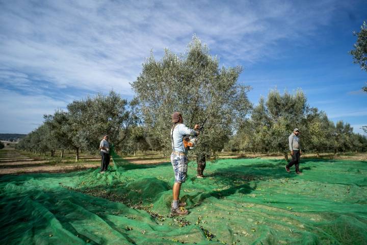 Recolección aceituna Mallorca