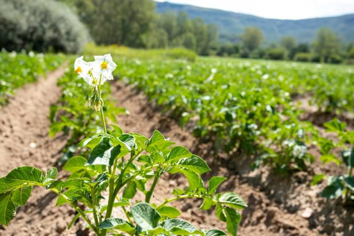 Flor patata