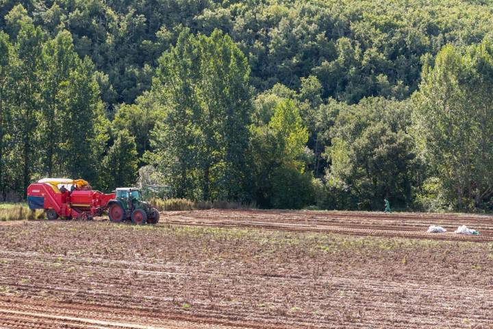 Tractor patatal