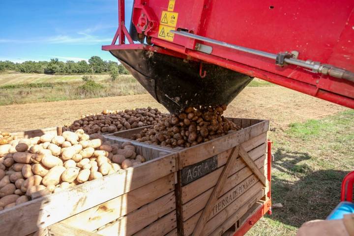 Recogida patatas