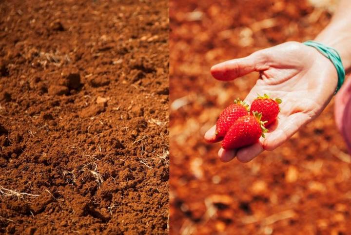 La tierra y las fresas ecológicas de Nuria, Tito e Ignasi.