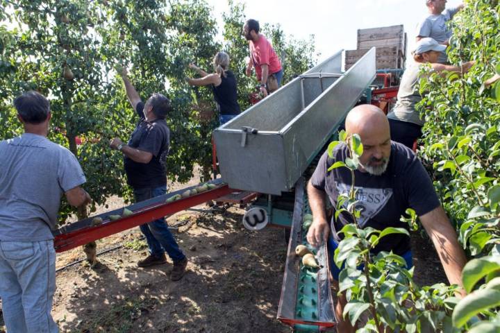 DOP Pera de Lleida: trabajo de recolección en la finca Torre Papiol