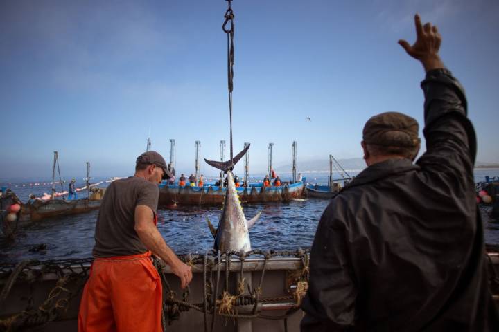 En la imagen se observa con claridad el cerco que forman los barcos para la captura.