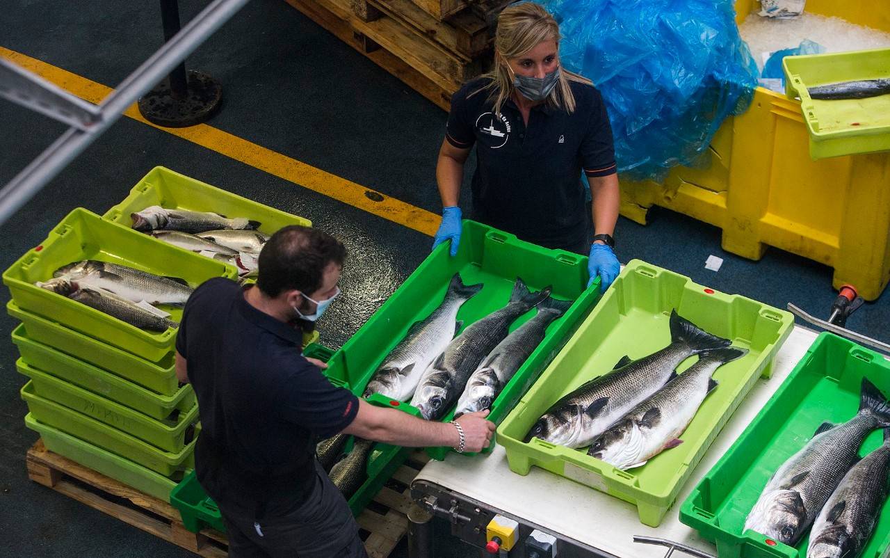 Avilés, en busca de la pesca sostenible