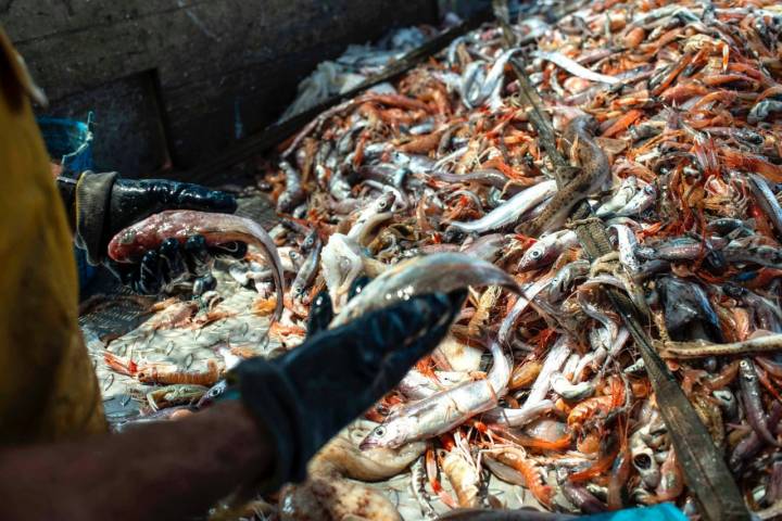 Pesca-turismo en el Grau (Castellón): género en cubierta