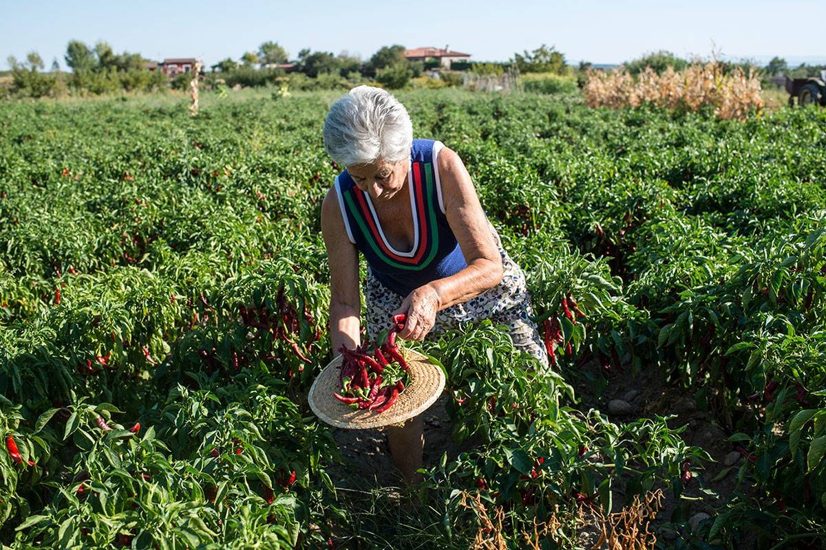 Una tradición garantizada con sudor y lágrimas