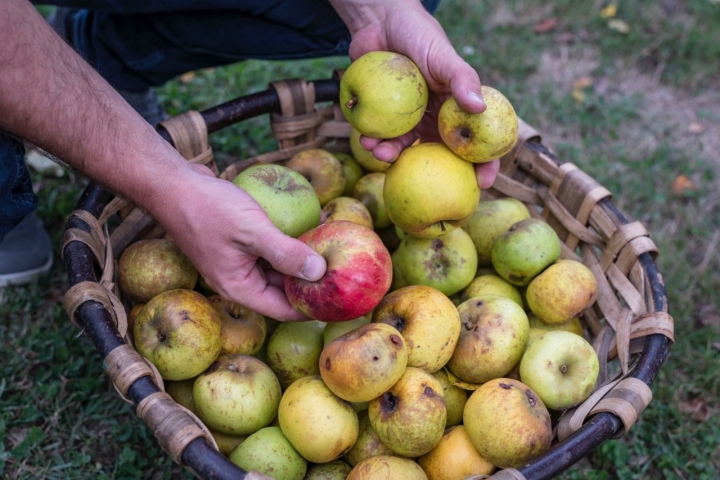 Manzanas en el cultivo de la sidrería familiar Isastegi (Tolosa)