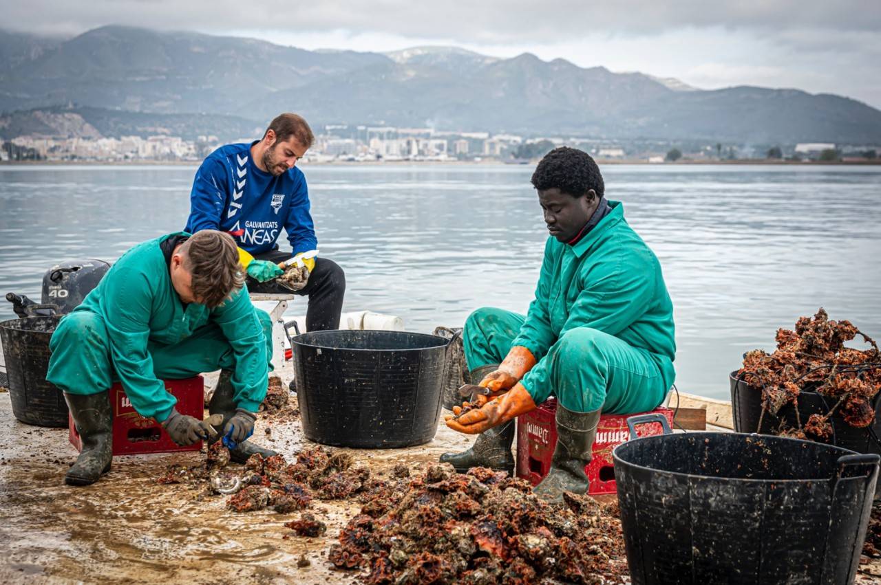 Limpiadores de ostras en Musclarium, la batea más antigua de la bahía de Alfacs