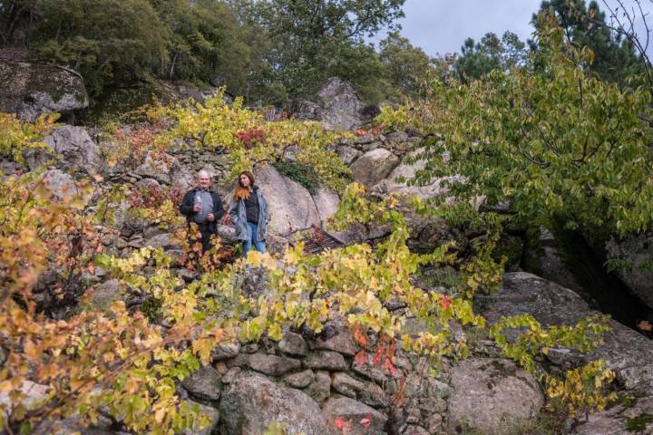 Las viñas crecen entre robles y moles de granito.