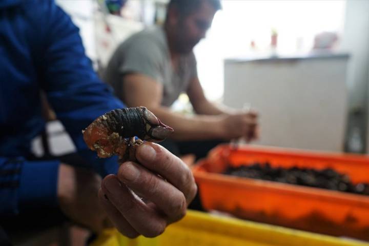 Percebeiros Muxía: clasificación de percebes