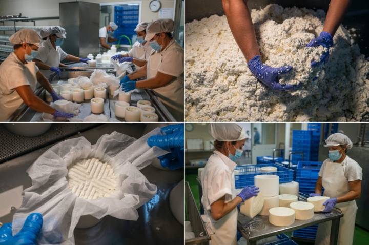 Proceso de elaboración del queso fresco en la quesería El Isorano (Tenerife).