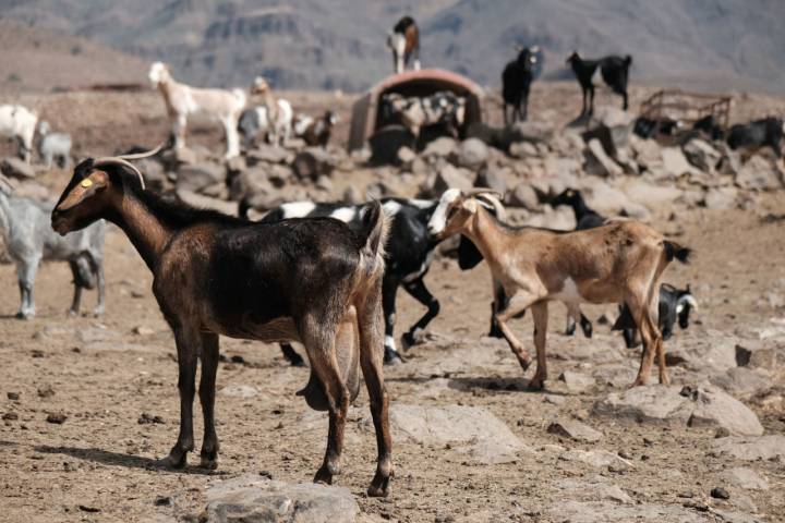 Algunas cabras majoreras de la 'Era del Cardón'.