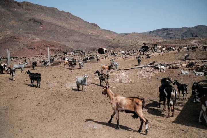 Cabras en la finca de la 'Era del Cardón'.