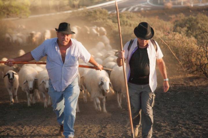 Durante la trashumancia, Cristóbal se hace acompañar de otros pastores y algunos amigos. Foto: Isidoro Jiménez (cedida).