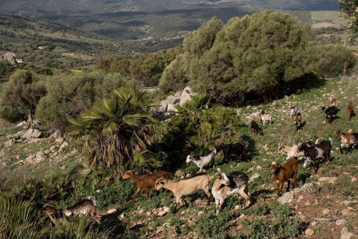 Cabras Sierra Crestellina