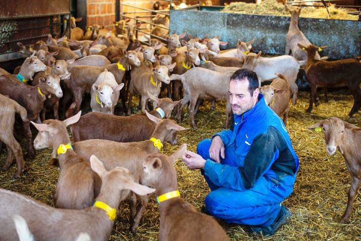 Jesús cuida y mima a sus cabras de raza malagueña.