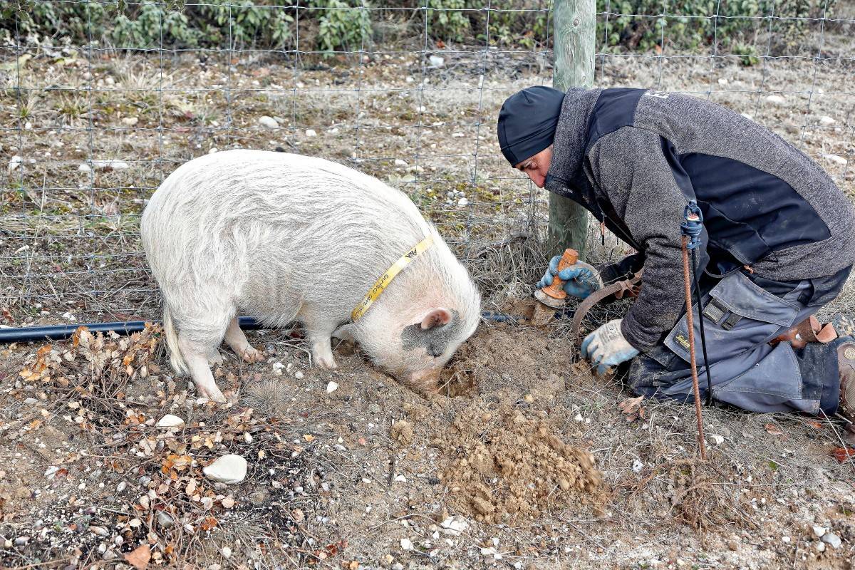 'Bulla' marca el lugar donde Javier desentierra una trufa negra.