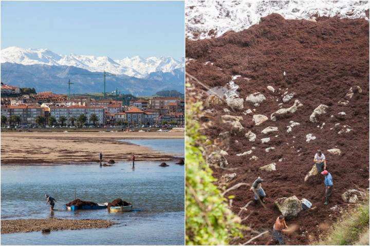 El olor a alga (a mar) lo inunda todo