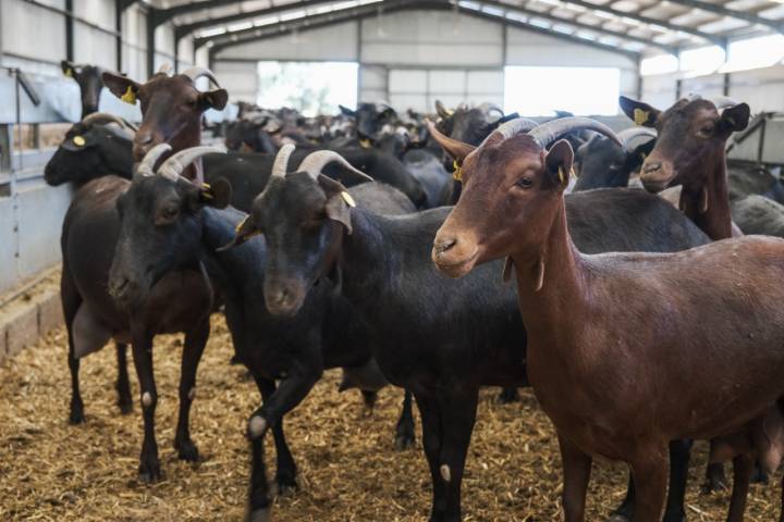 Primer plano de un grupo de cabras en la nave de la finca.