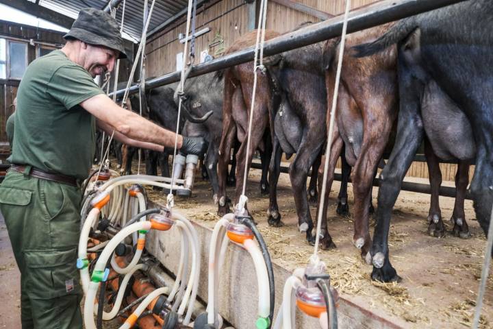 Un trabajador de la finca colocando la ordeñadora a las cabras.