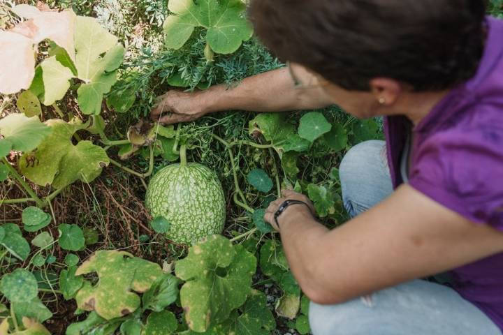 Una calabaza cabello de ángel escondida en la huerta de Adelina que decidió nacer ahí.