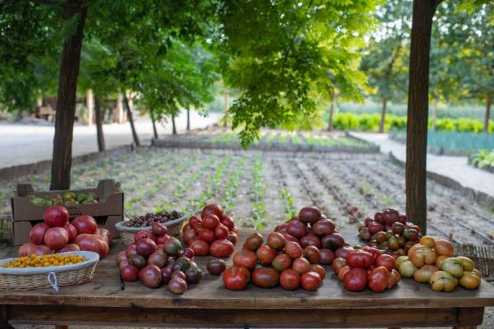 Algunas de las famosas variedades de tomates de esta huerta, de extraordinario sabor y textura.