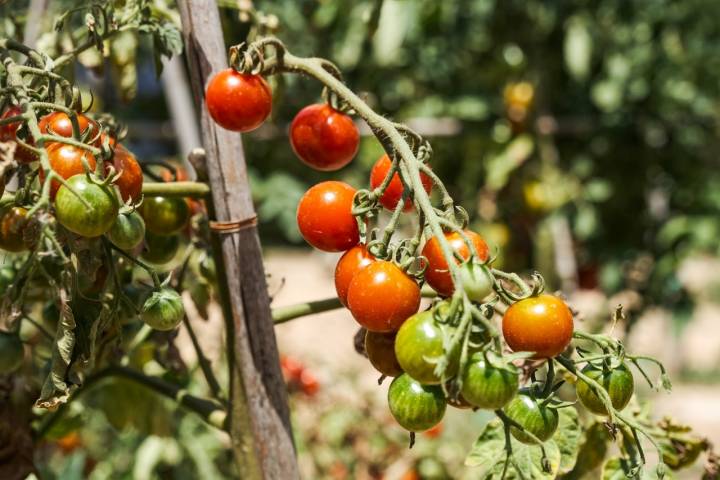 Los abonos de FicosTerra se están probando ahora con los tomates.