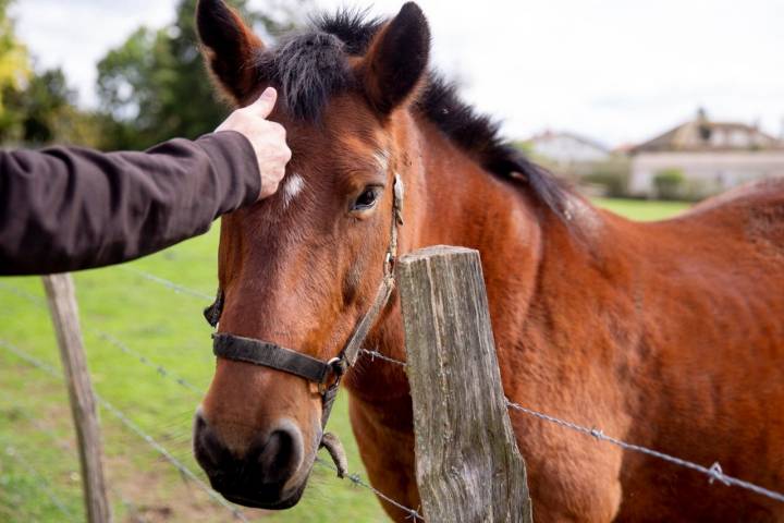 Caballos granja Ultzama