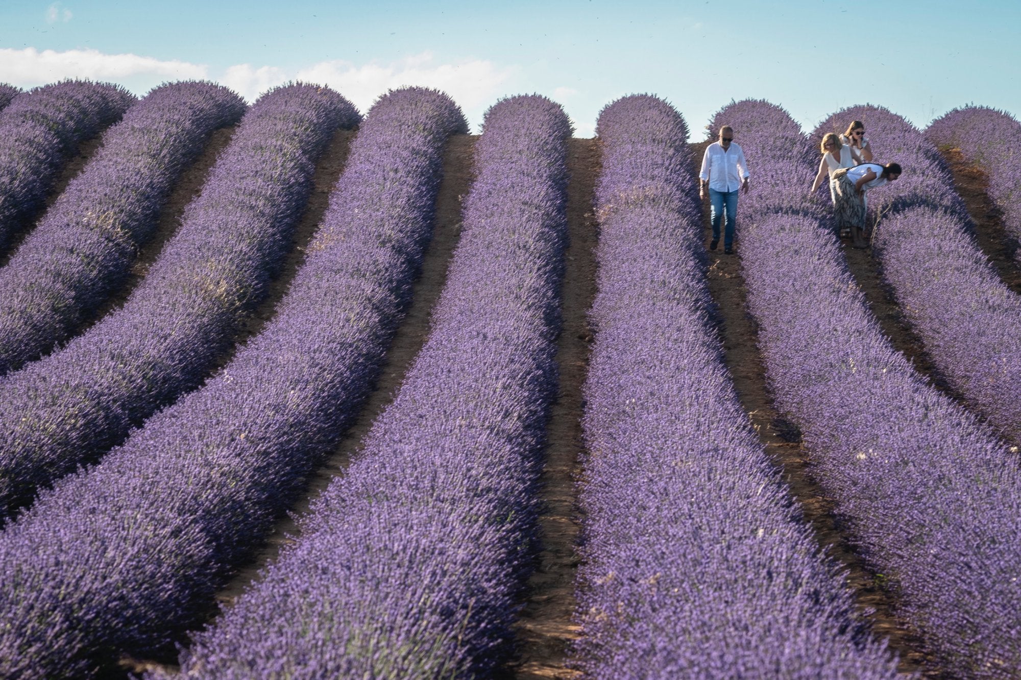 Julio es el mes en el que la lavanda florece.