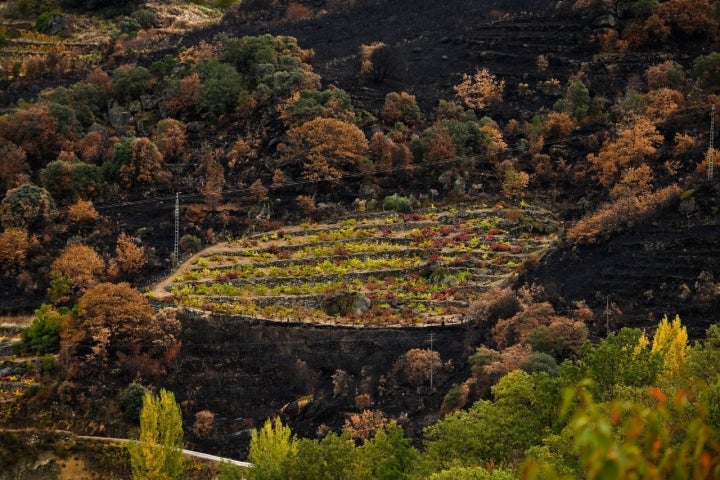 Algunos viñedos funcionaron de cortafuegos.