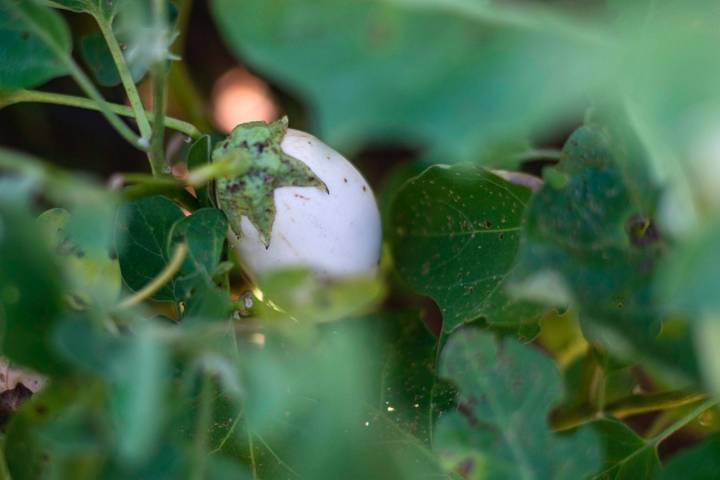 Menú otoño Les Cols: berenjena blanca