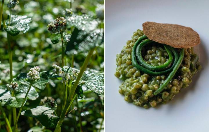 Menú otoño Les Cols: flor de alforfón y arroz de alforfón