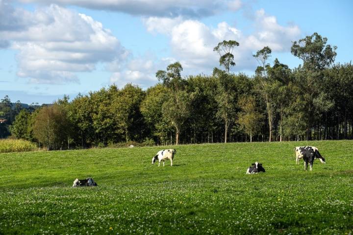 Merendeiro Da Berxa Mesía vacas