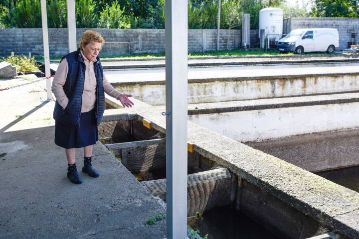 Merendeiro Da Berxa Mesía Benigna en vivero