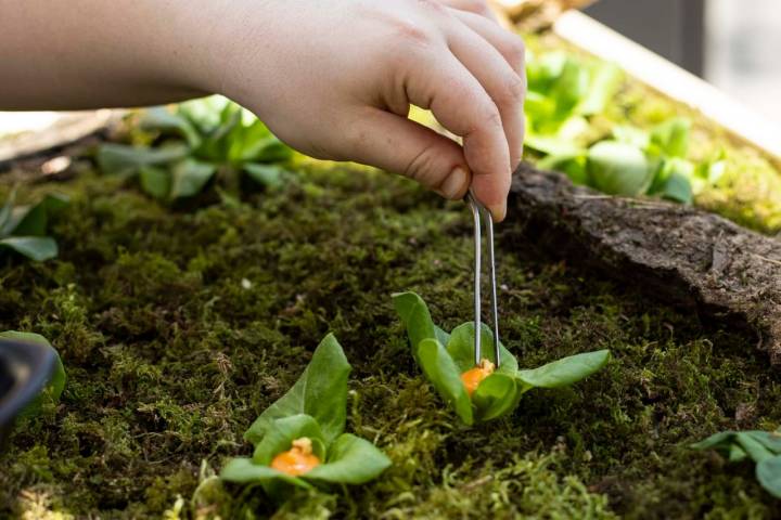 Brote del huerto y tomate.