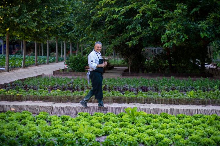 Ricardo Álvarez paseando entre las parcelas de lechugas del huerto.