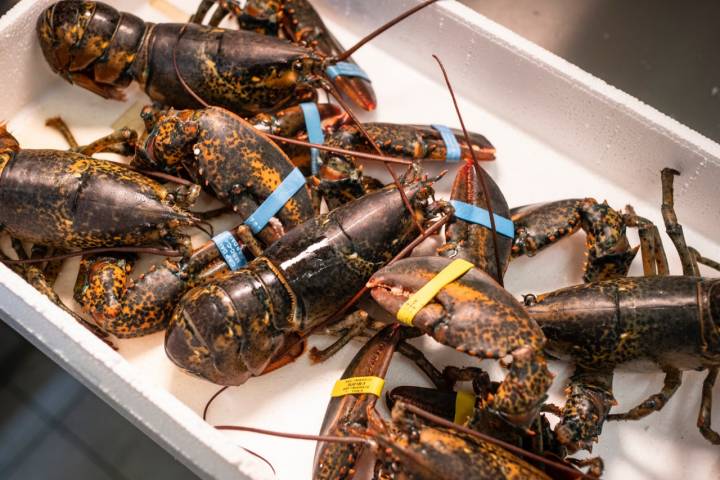 Los bogavantes para el arroz.