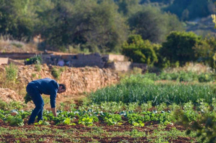 Restaurante 'Es Ventall': huerto en Es Broll de Buscastell