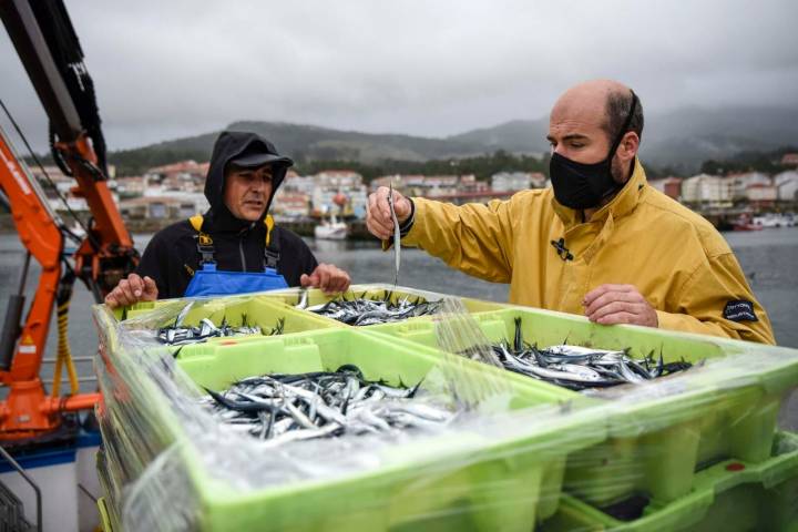 El cocinero en el puerto con unos pescados.