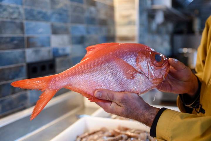 Palometa