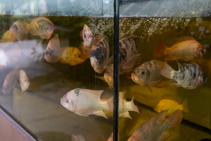Peces de la acuaponía del restaurante Sollo (Fuengirola, Málaga).