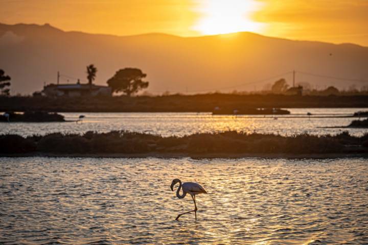 Atardecer en el Delta del Ebro con un flamenco