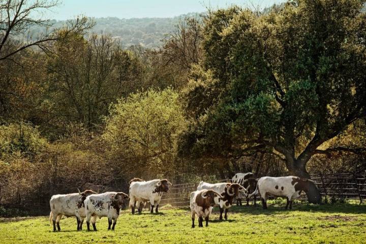 Bueyes en La Estancia de Jiménez Barbero. Foto: carnedelafinca.com.