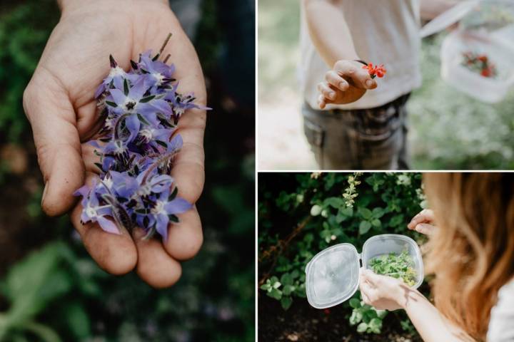 Lucía elige uno a uno las hierbas y flores que recoge al menos una vez al día en su huerto familiar.