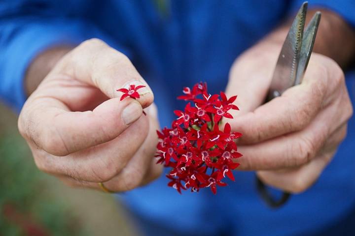 Flores comestibles